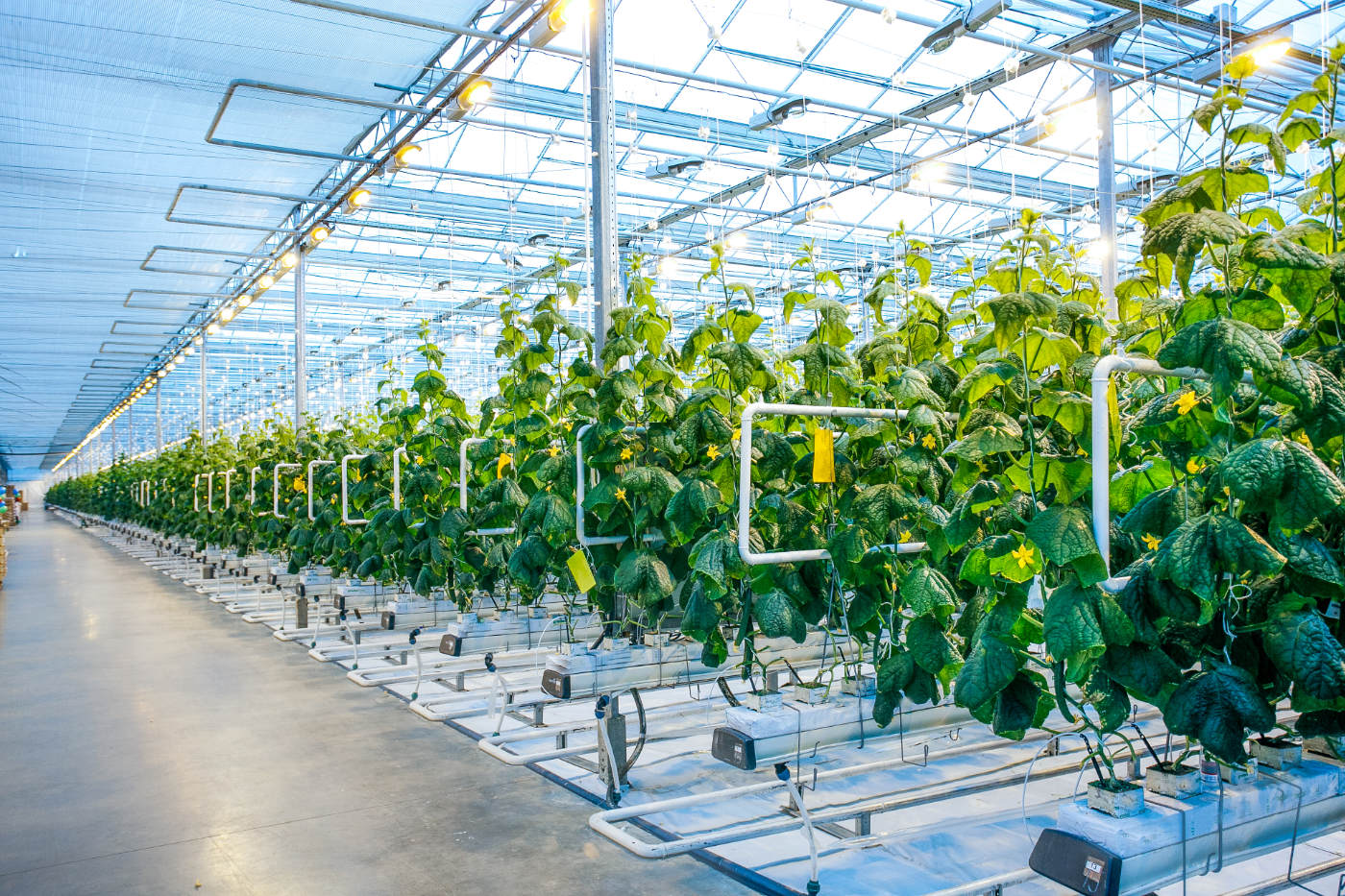 Modern Glass Greenhouse cucumber